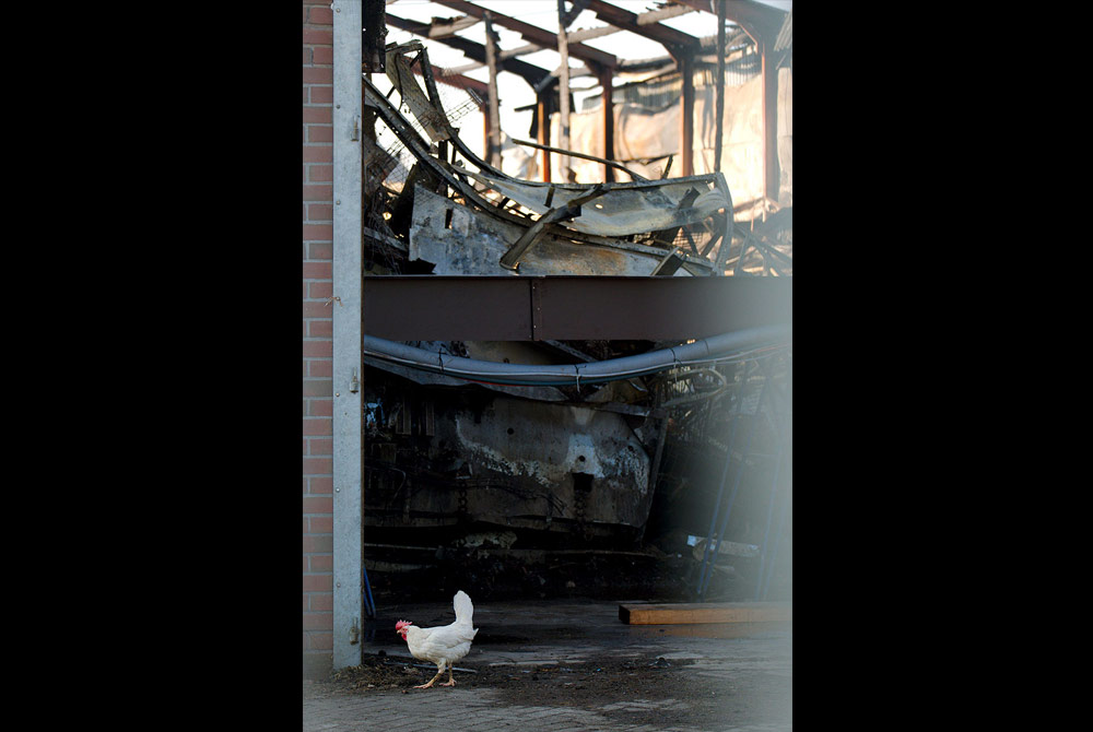Chicken walking in barn fire aftermath
